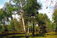 Naturschutzgebiet Lüneburger Heide