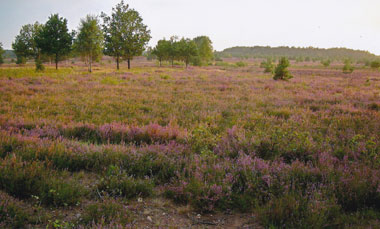 Naturschutzgebiet Lüneburger Heide