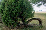 Das Naturschutzgebiet Osterheide bei Schneverdingen